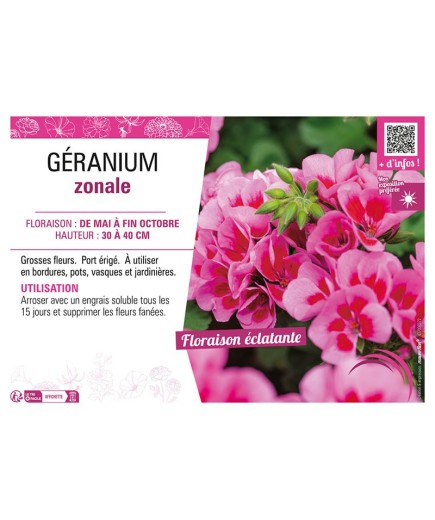 GÉRANIUM ZONALE (violet clair)