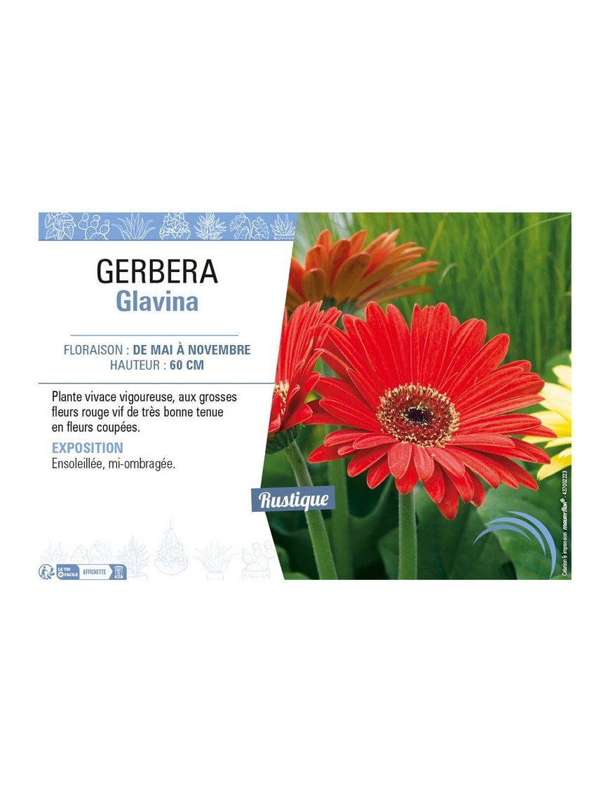 GERBERA GLAVINA