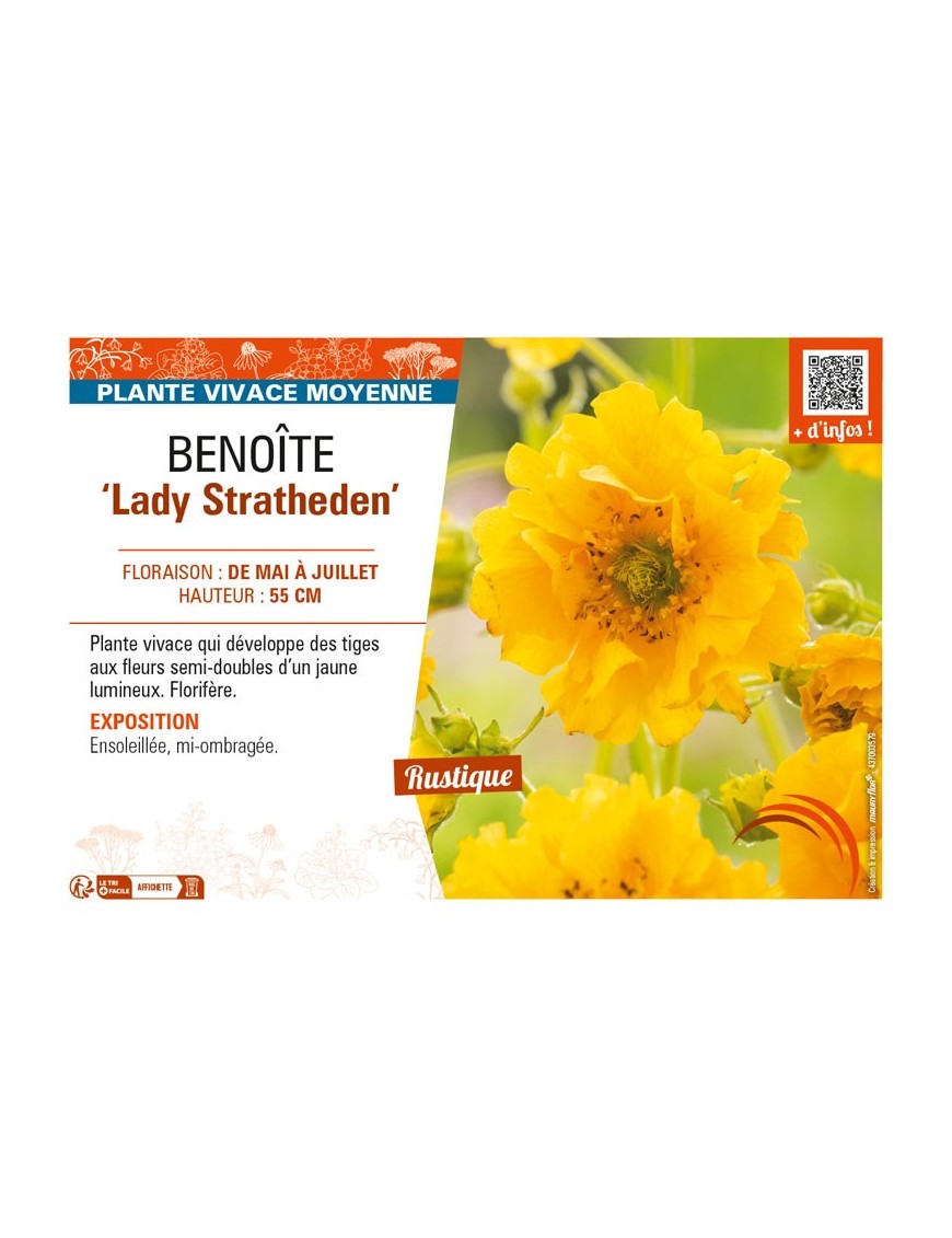 GEUM chiloense Lady Stratheden voir BENOÎTE