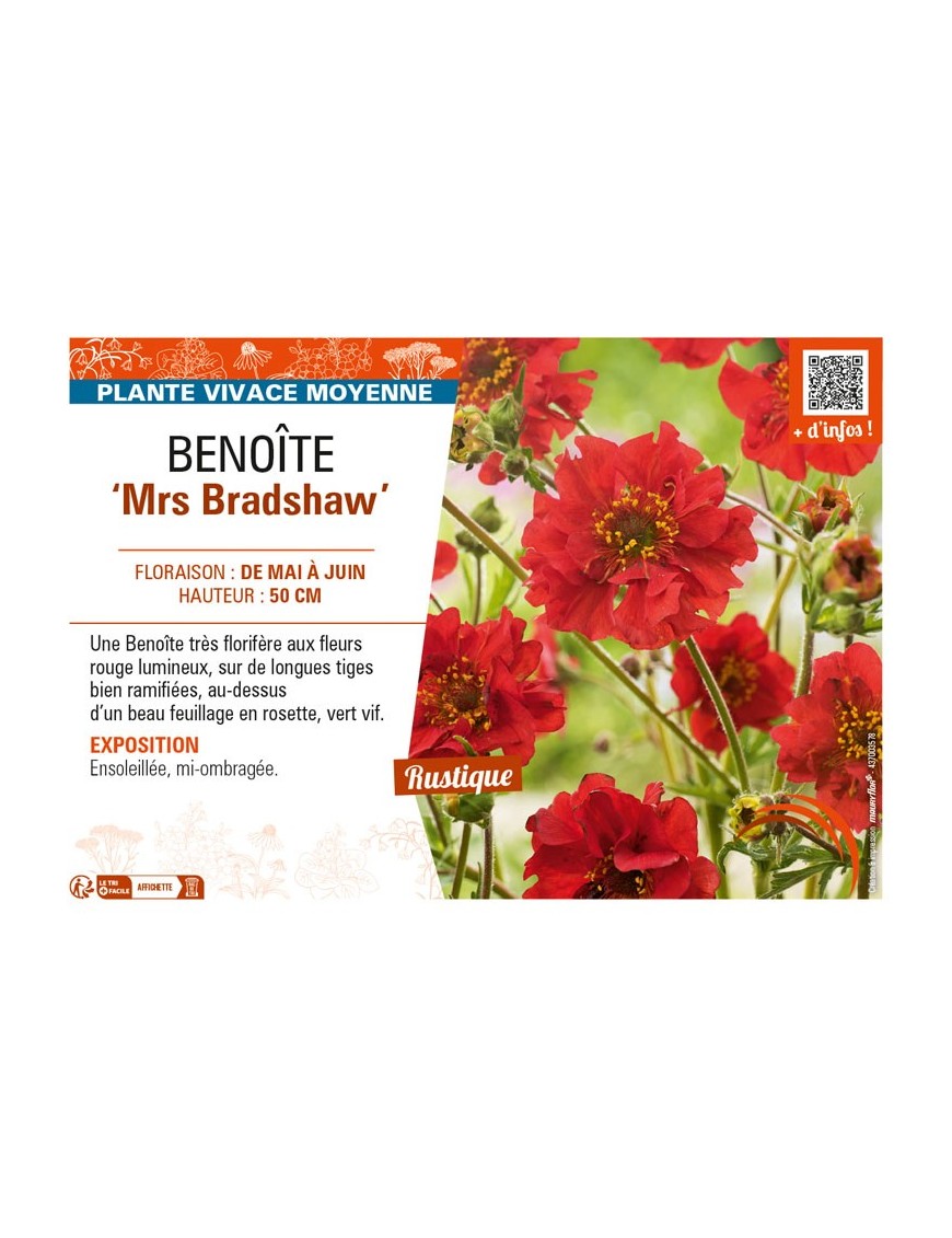 GEUM chiloense Mrs Bradshaw voir BENOÎTE