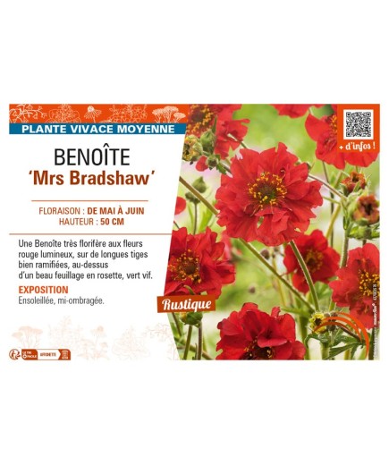 GEUM chiloense Mrs Bradshaw voir BENOÎTE