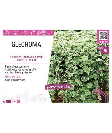 GLECHOMA