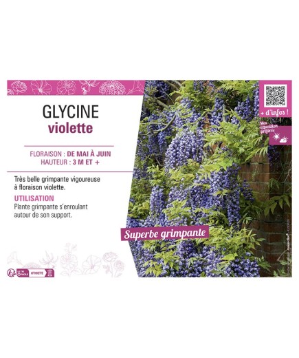 GLYCINE VIOLETTE