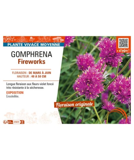 GOMPHRENA FIREWORKS