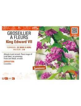 GROSEILLIER À FLEURS KING EDWARD VII