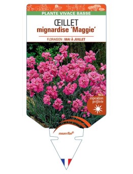 DIANTHUS plumarius Maggie voir Œillet mignardise