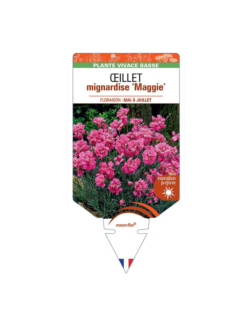 DIANTHUS plumarius Maggie voir Œillet mignardise