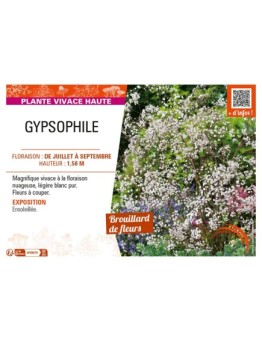 GYPSOPHILA (PANICULATA)