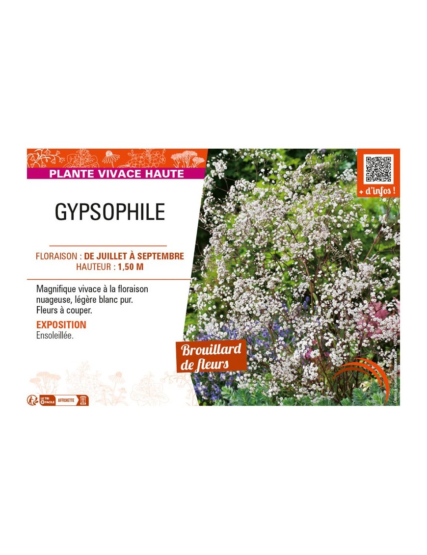 GYPSOPHILA (PANICULATA)