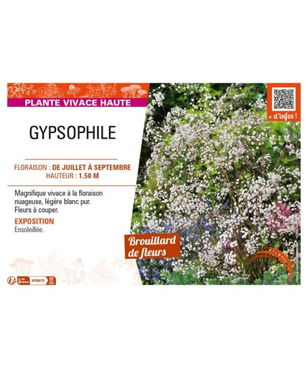 GYPSOPHILA (PANICULATA)