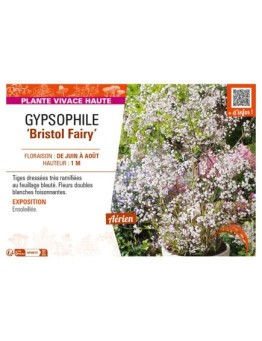 GYPSOPHILA (paniculata) Bristol Fairy