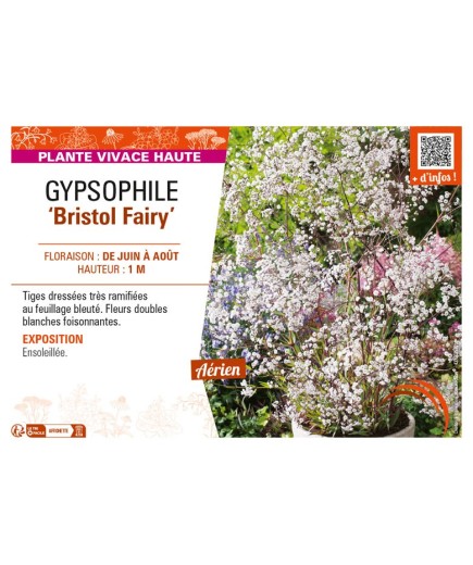 GYPSOPHILA (paniculata) Bristol Fairy