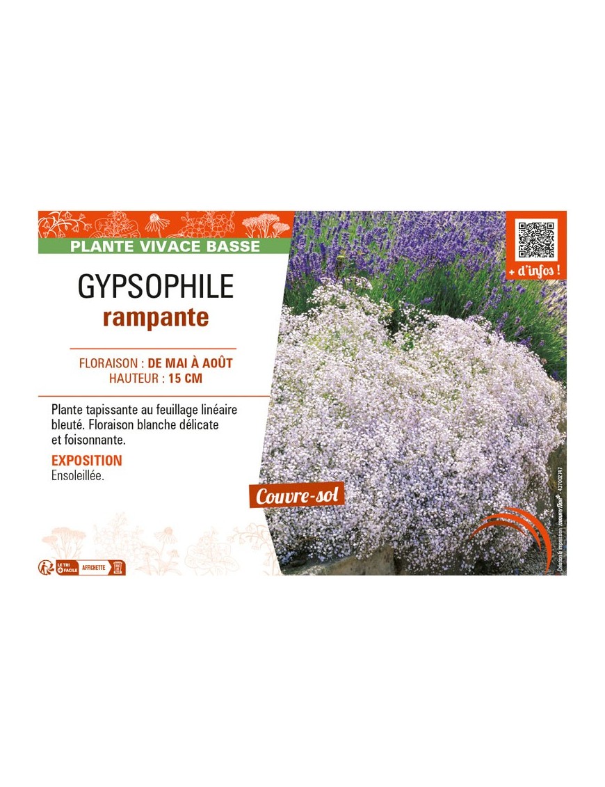 GYPSOPHILA RAMPANTE