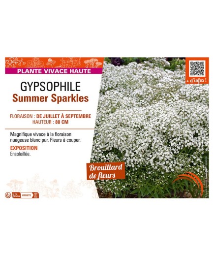 GYPSOPHILA SUMMER SPARKLES