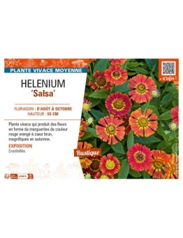 HELENIUM (autumnale) Salsa