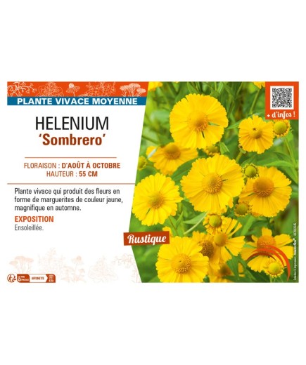 HELENIUM (autumnale) Sombrero