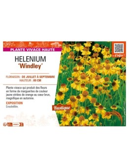 HELENIUM Windley