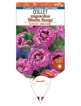 DIANTHUS plumarius Moulin Rouge voir Œillet mignardise