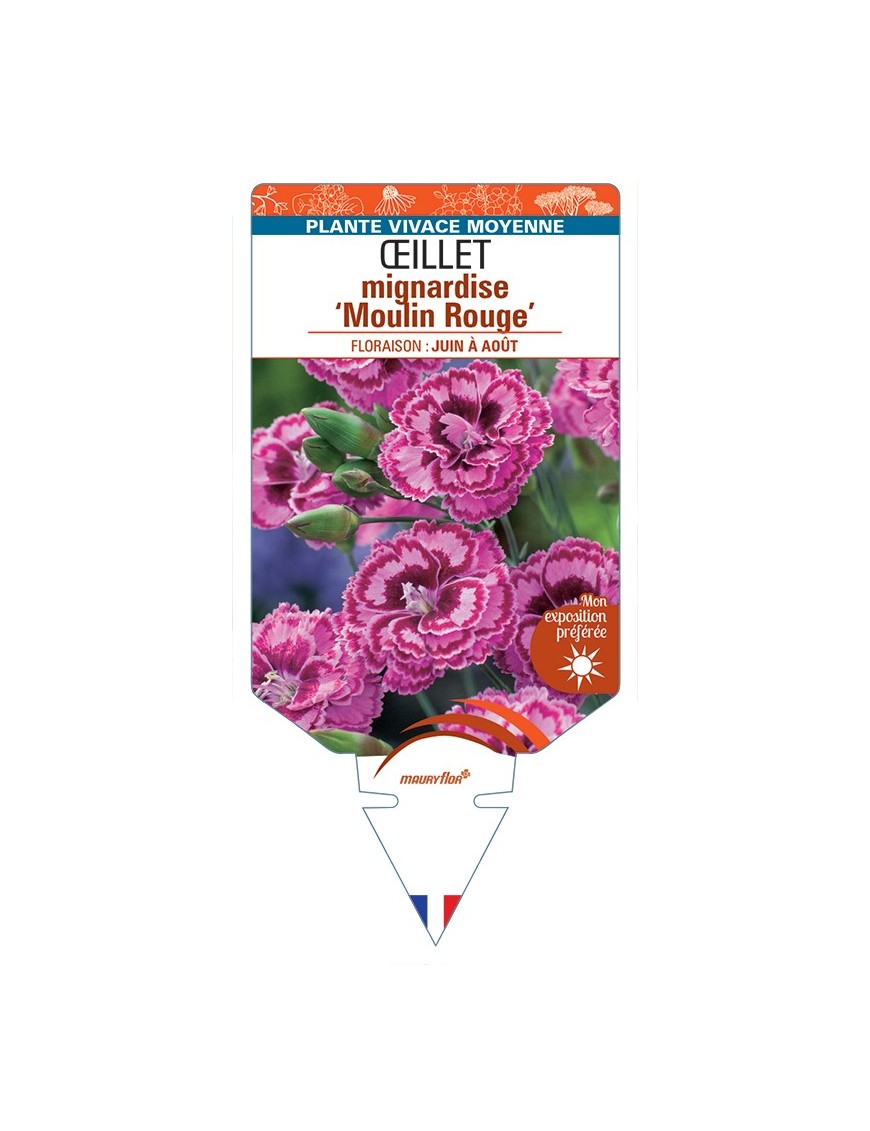 DIANTHUS plumarius Moulin Rouge voir Œillet mignardise