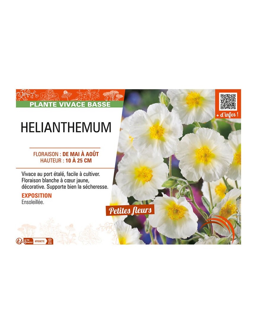 Hélianthème (blanc)