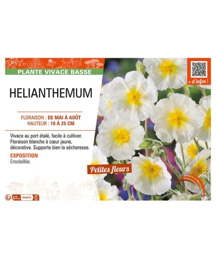 HELIANTHEMUM (blanc)