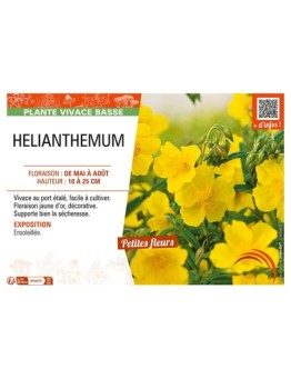 HELIANTHEMUM (jaune)