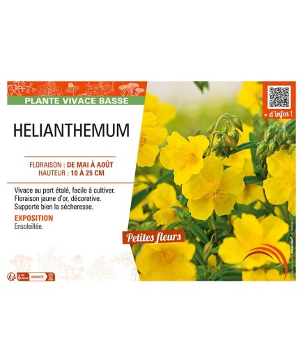 Hélianthème (jaune)