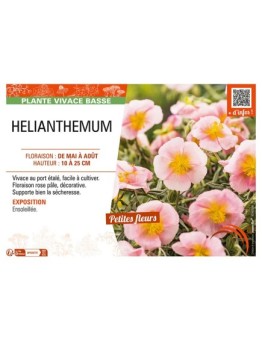 Hélianthème (rose)