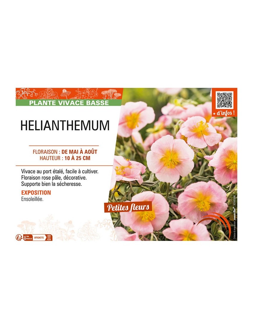 Hélianthème (rose)