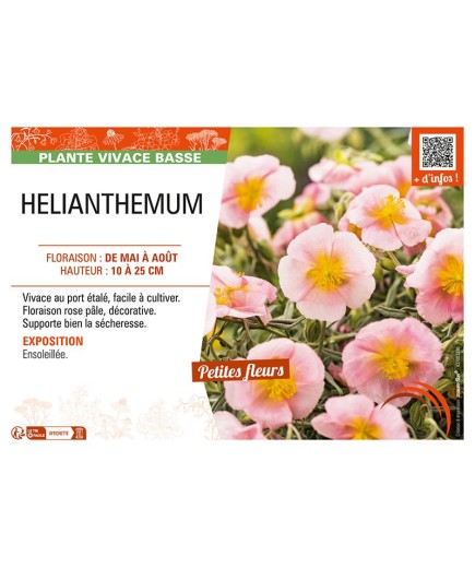 Hélianthème (rose)
