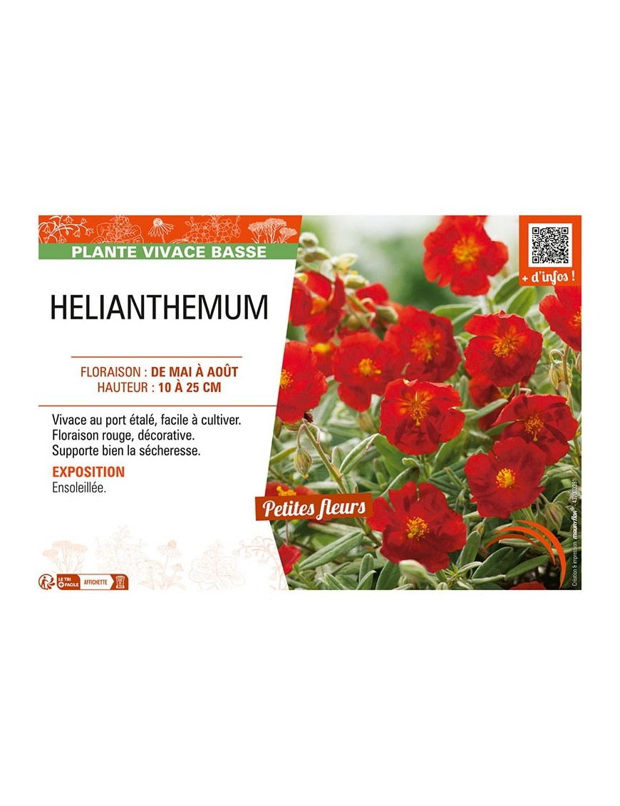 Hélianthème (rouge)