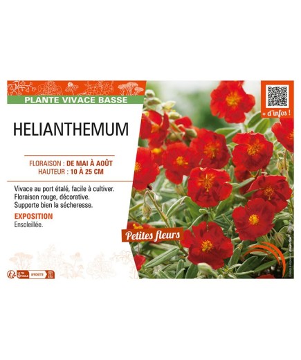 Hélianthème (rouge)