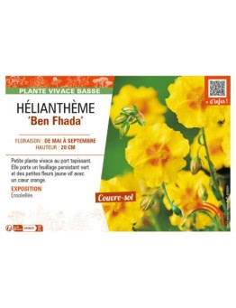 Hélianthème Ben Fhada