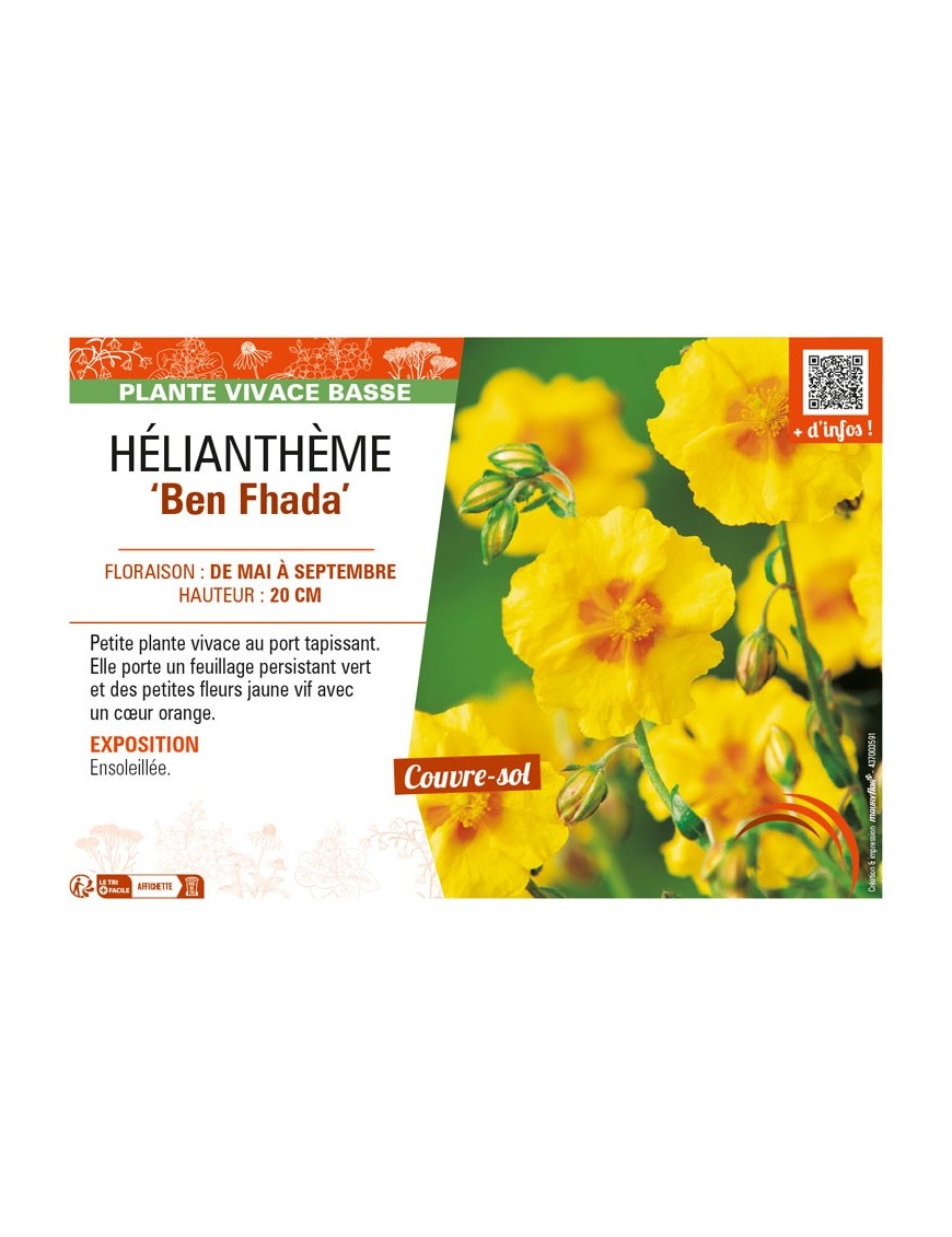 HELIANTHEMUM Ben Fhada