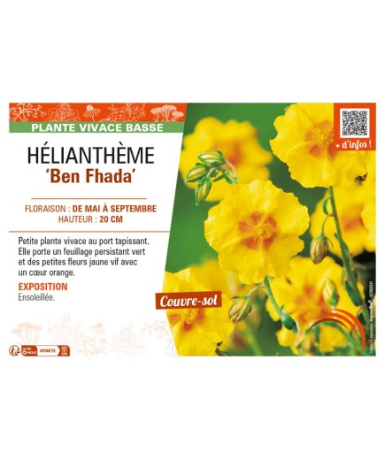 Hélianthème Ben Fhada