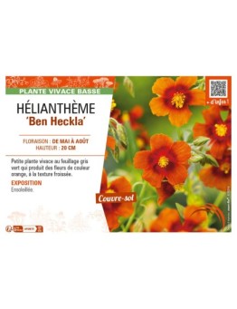 Hélianthème Ben Heckla