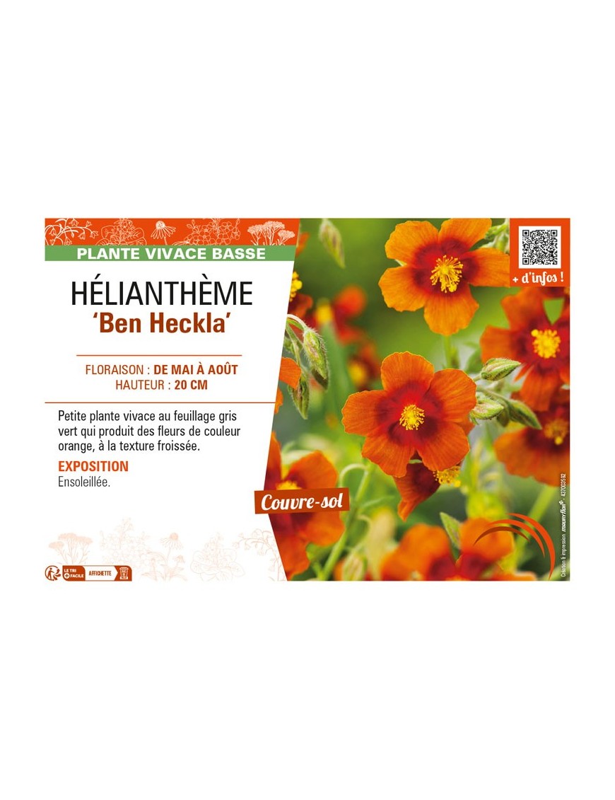 Hélianthème Ben Heckla