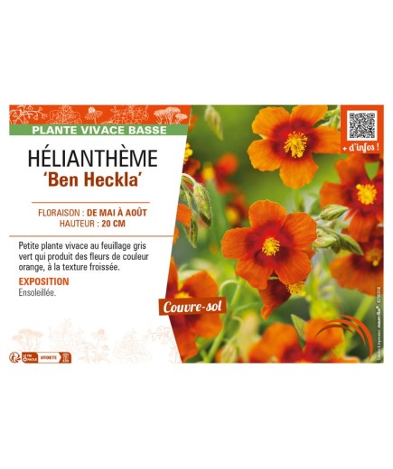 Hélianthème Ben Heckla