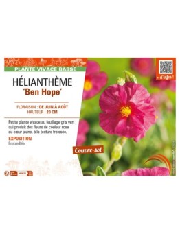 Hélianthème Ben Hope