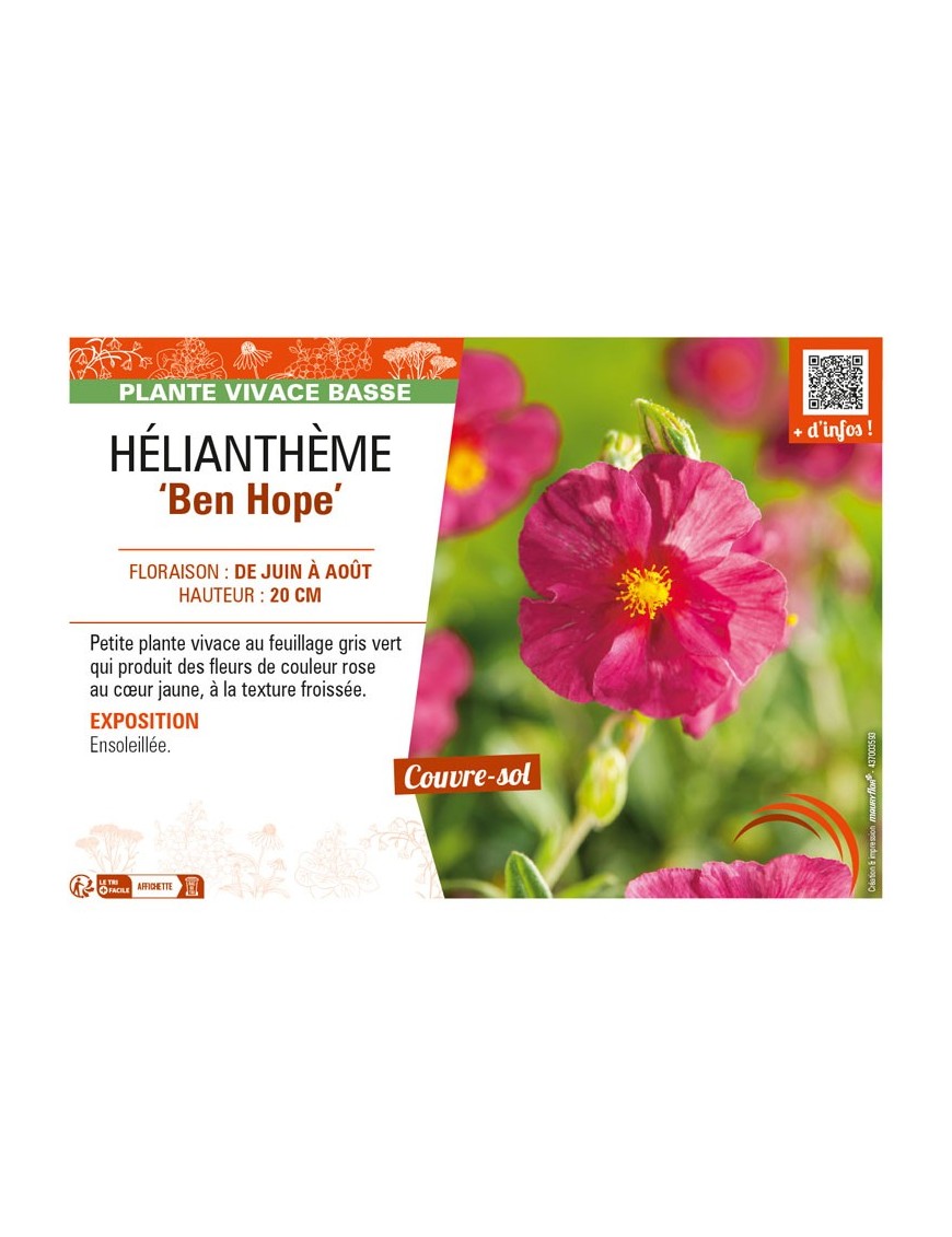 Hélianthème Ben Hope