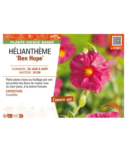 Hélianthème Ben Hope