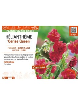 HELIANTHEMUM Cerise Queen