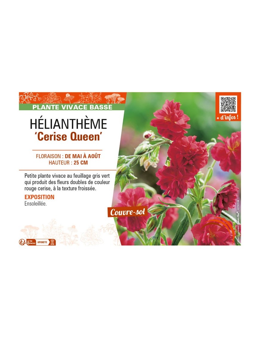 Hélianthème Cerise Queen