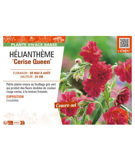 Hélianthème Cerise Queen