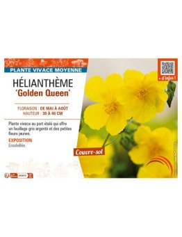 Hélianthème Golden Queen