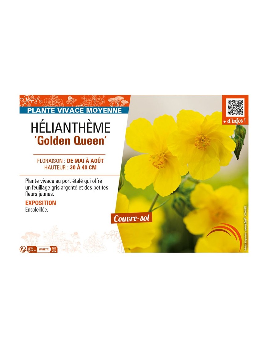 Hélianthème Golden Queen