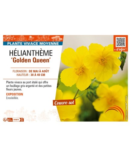 Hélianthème Golden Queen