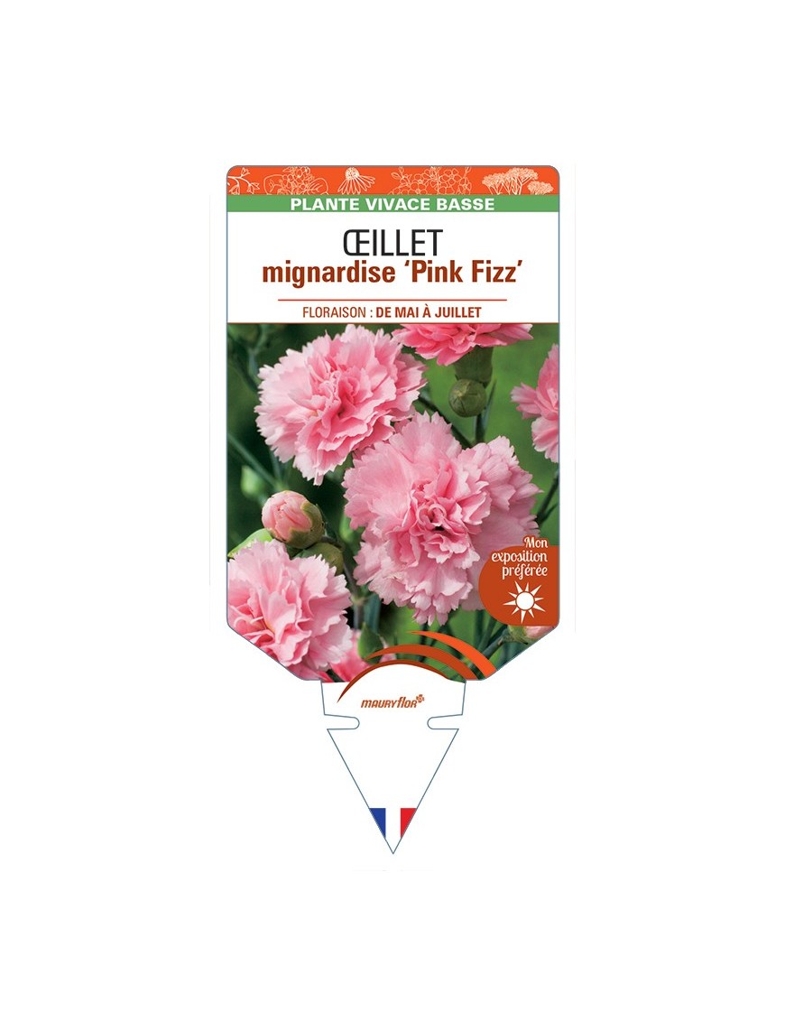 DIANTHUS plumarius Pink Fizz voir Œillet mignardise