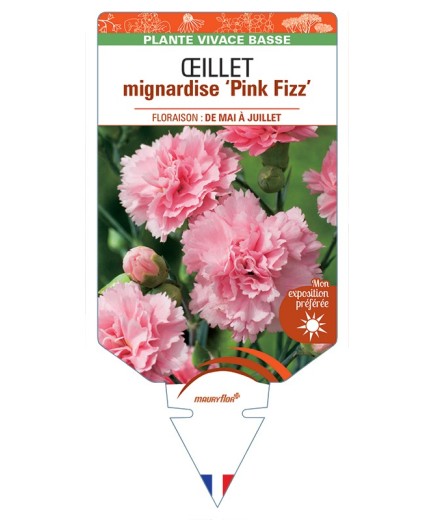 DIANTHUS plumarius Pink Fizz voir Œillet mignardise