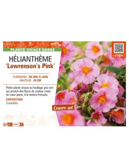 Hélianthème Lawrenson's Pink